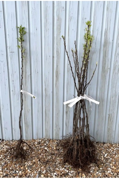 Саджанці груші Милена з голим коренем